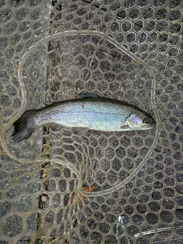 ニジマスの釣果