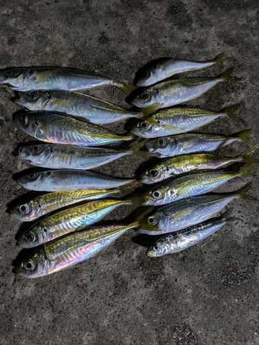 アジの釣果