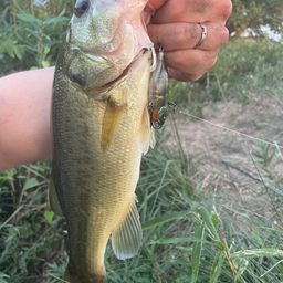 ラージマウスバス