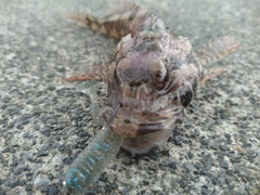 アナハゼの釣果