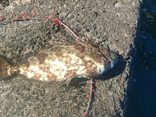 アイゴの釣果