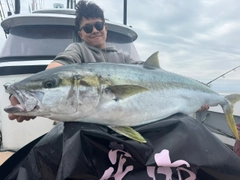 ヒラマサの釣果