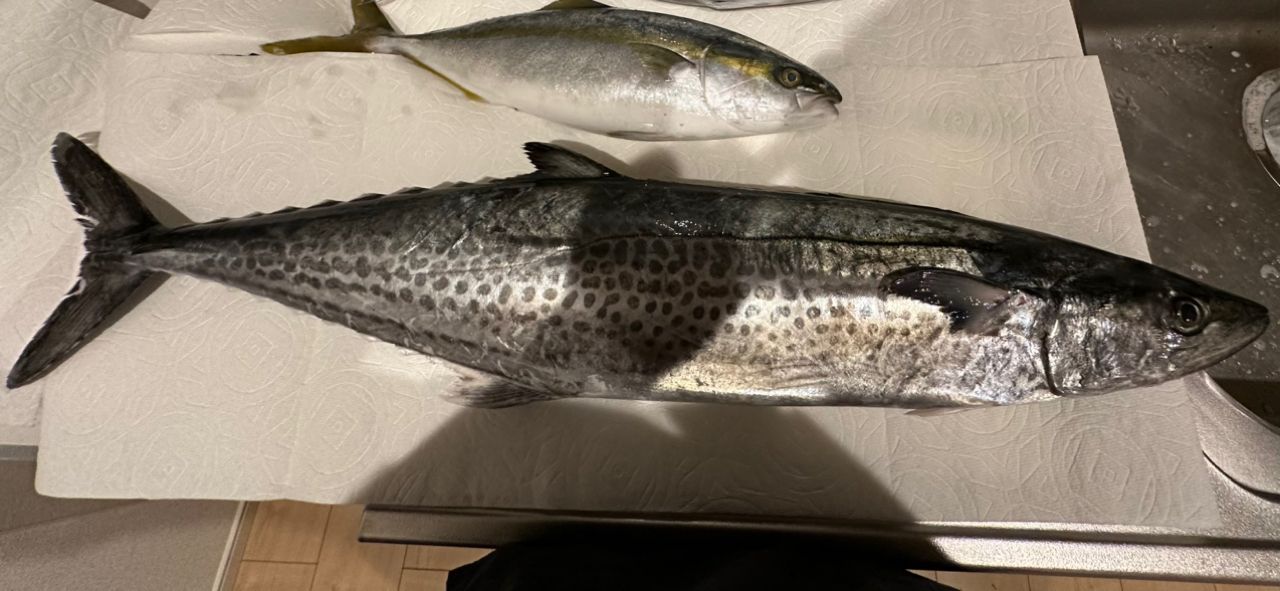 Jackson オーシャンゲート オフショアキャスティング JOG-700L-K LCの