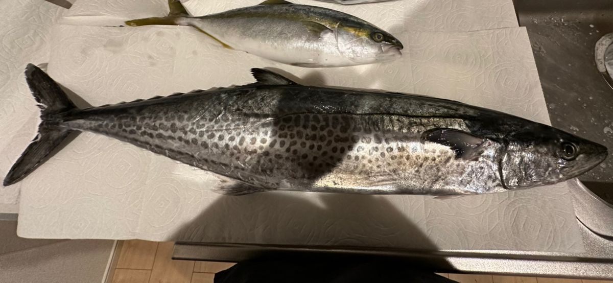 D好きの釣り人さんの釣果 1枚目の画像