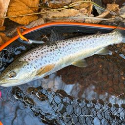 ブラウントラウト