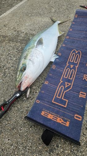 メジロの釣果