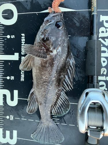 クロソイの釣果