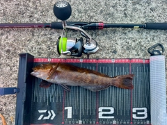 アイナメの釣果