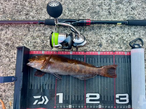 アイナメの釣果