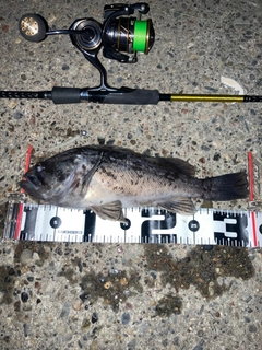 クロソイの釣果