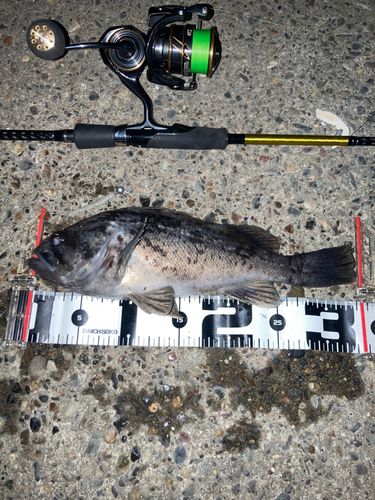 クロソイの釣果