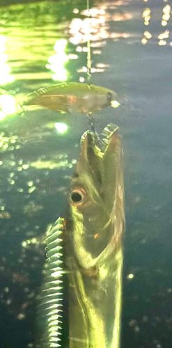 タチウオの釣果