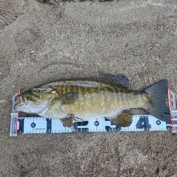 スモールマウスバス