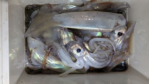 スルメイカの釣果