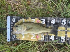 ラージマウスバスの釣果