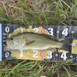 ラージマウスバス