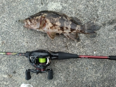 タケノコメバルの釣果