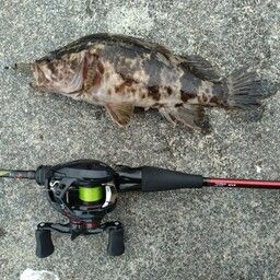 タケノコメバル