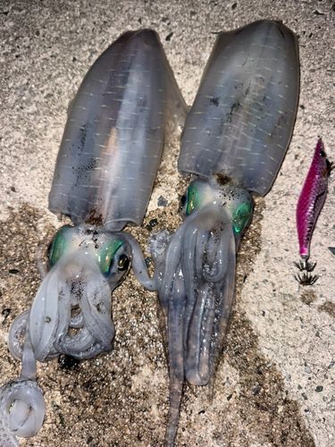 アオリイカの釣果