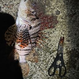 ハナミノカサゴ