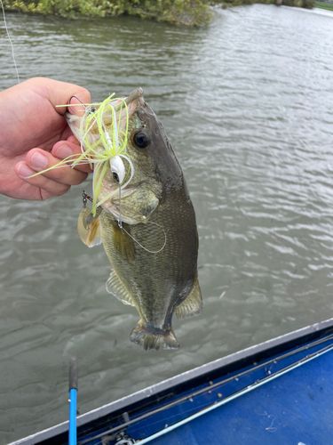 三本木沼で釣れたブラックバスの釣り・釣果情報 - アングラーズ | 釣果