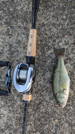 ブラックバスの釣果