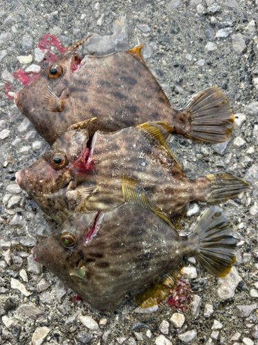 周防大島（屋代島）