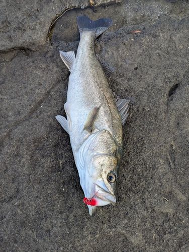 マルスズキの釣果