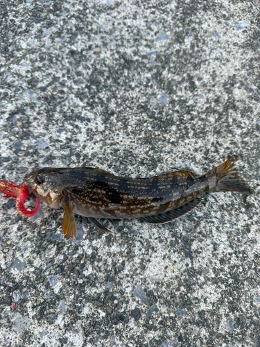 アイナメの釣果