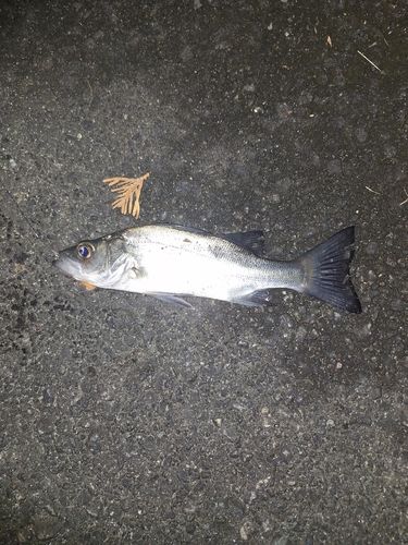 セイゴ（ヒラスズキ）の釣果