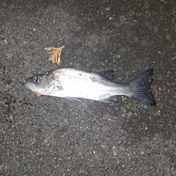 セイゴ（ヒラスズキ）