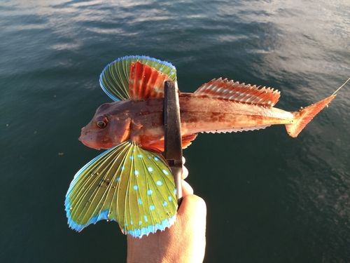 ホウボウの釣果