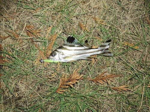 コトヒキの釣果