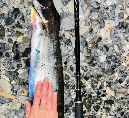 テンジクタチの釣果