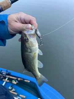 ラージマウスバスの釣果