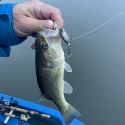 ラージマウスバス