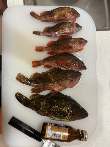 タケノコメバルの釣果