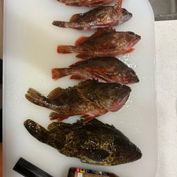 タケノコメバル