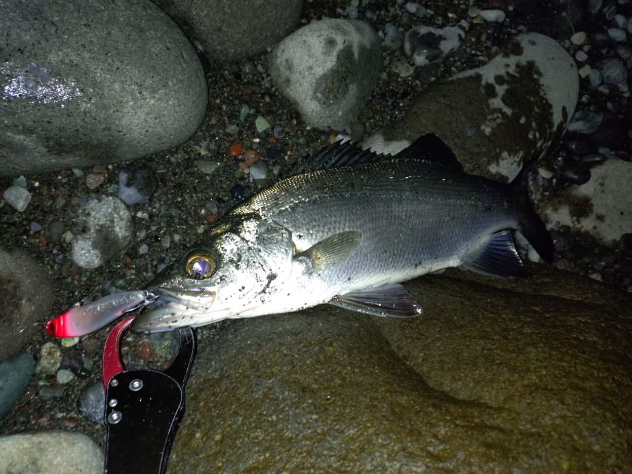 フッコ（ヒラスズキ）