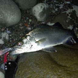 フッコ（ヒラスズキ）