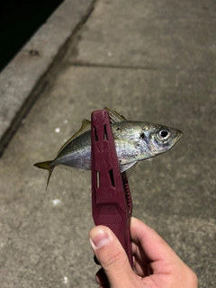 マアジの釣果