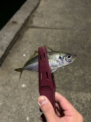 マアジの釣果