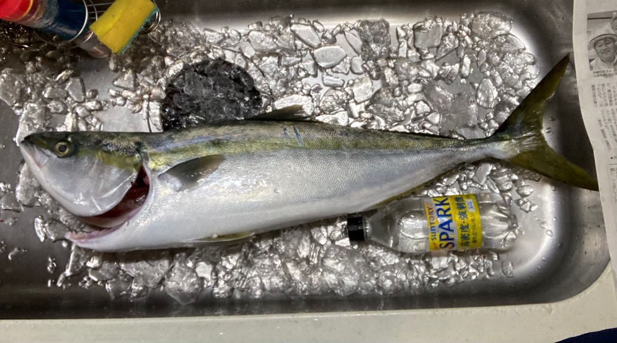 アングラー99984426うっかりカサゴさんの釣果 2枚目の画像