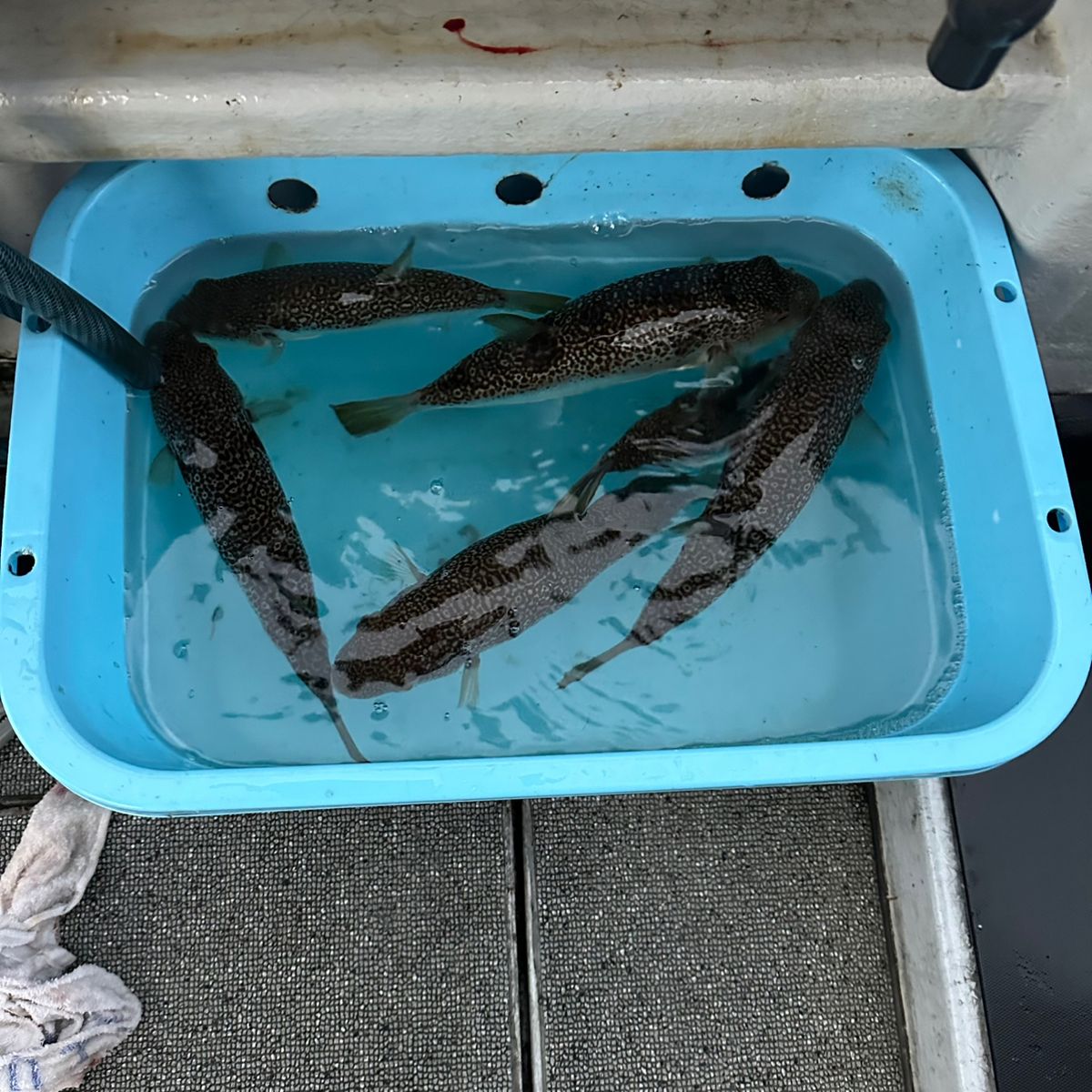 剛丸@古宮漁港さんの釣果 3枚目の画像