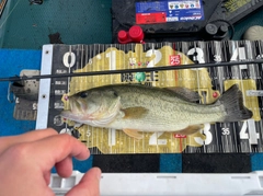ラージマウスバスの釣果