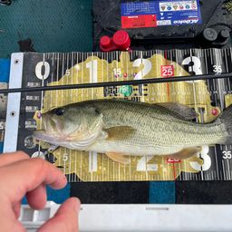 ラージマウスバス