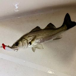 セイゴ（マルスズキ）