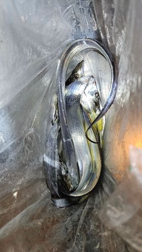 タチウオの釣果