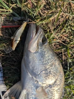 バラマンディの釣果