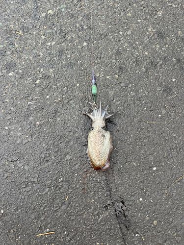 シリヤケイカの釣果